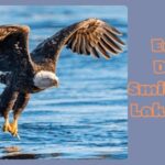 eagle days smithville lake 2024