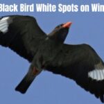 black bird white spots on wings