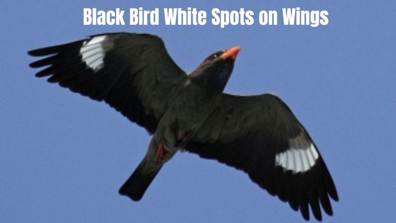 Black Bird White Spots on Wings: Identification and Insights