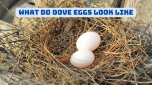 What Do Dove Eggs Look Like?