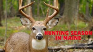 Hunting Season in Maine: A Comprehensive Guide