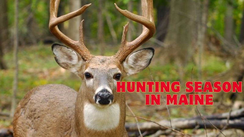 Hunting Season in Maine: A Comprehensive Guide