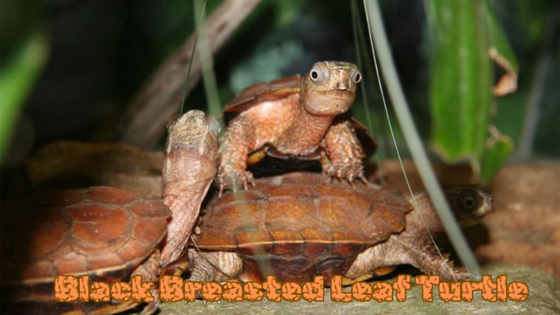 Black Breasted Leaf Turtle: Characteristics, Ecology and Care