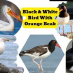 black & white bird with orange beak