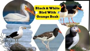 The 5 Black & White Bird With Orange Beak