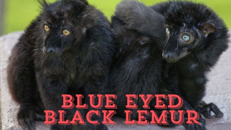 Exploring the Blue Eyed Black Lemur Mystery