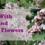 bush with pink and white flowers