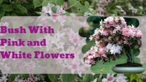 Bush With Pink and White Flowers: Natural Beauty in Your Garden