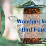 woodpecker on bird feeder