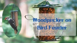 Woodpecker on Bird Feeder: An Enchanting Sight