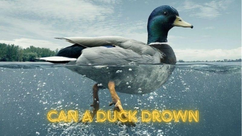 Can A Duck Drown? How to Prevent Ducks from Drowning