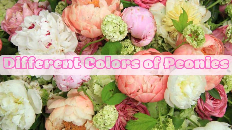 Different Colors of Peonies: Exploring the Spectrum