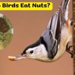 do birds eat nuts