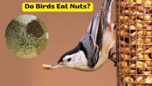 Do Birds Eat Nuts? Benefits of Nuts for Birds