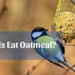 do birds eat oatmeal