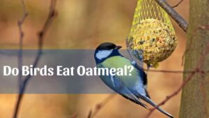 Do Birds Eat Oatmeal? A Guide to Feeding Birds Safely