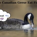 do canadian geese eat fish