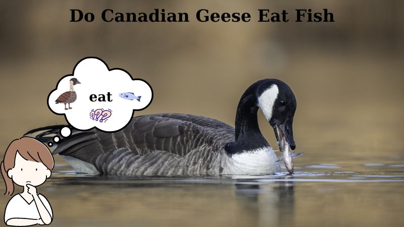 Do Canadian Geese Eat Fish? The Diet of These Iconic Birds