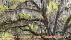 Live Oak Tree With Spanish Moss: A Southern Icon United States