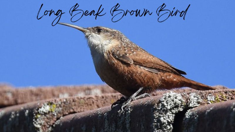 Long Beak Brown Bird: Identification and Characteristics