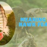 meaning of a hawk feather