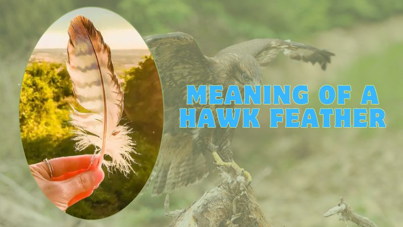 Meaning of A Hawk Feathers: Symbolism and Characteristics