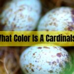 what color is a cardinals egg