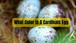 What Color Is A Cardinals Egg? Factors Affecting Egg Color