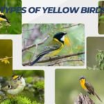 types of yellow birds