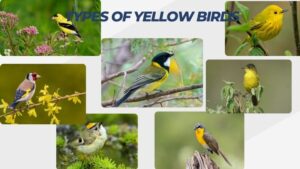 7 Types of Yellow Birds