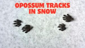 How to Identify Opossum Tracks in Snow