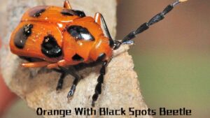 Orange With Black Spots Beetle