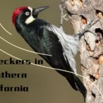 woodpeckers in southern california