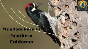 Woodpeckers in Southern California