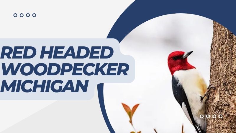 Red Headed Woodpecker Michigan: Characteristics and Care