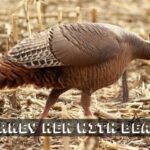 turkey hen with beard