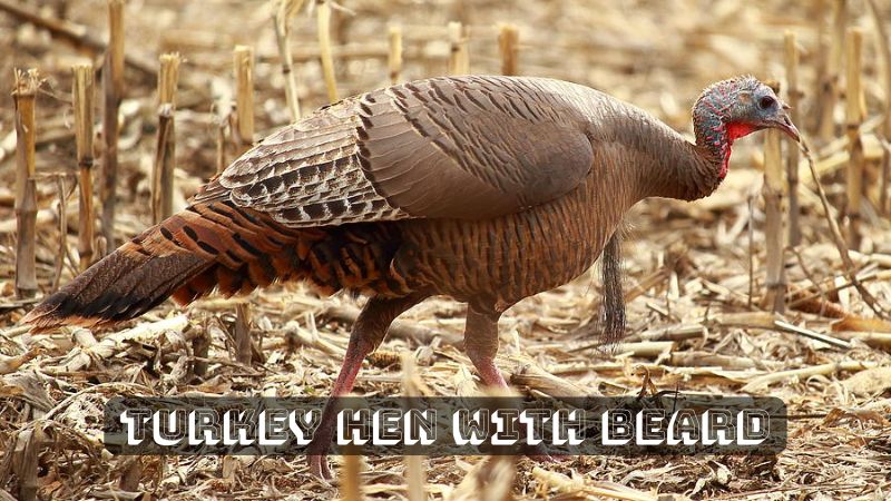 Turkey Hen With Beard – A Strange Phenomenon