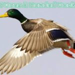 what does a banded duck mean