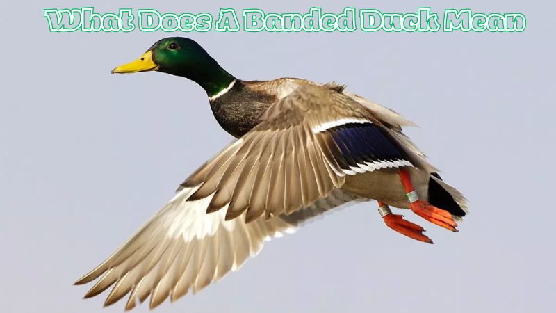 What Does A Banded Duck Mean?