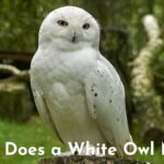 what does a white owl mean