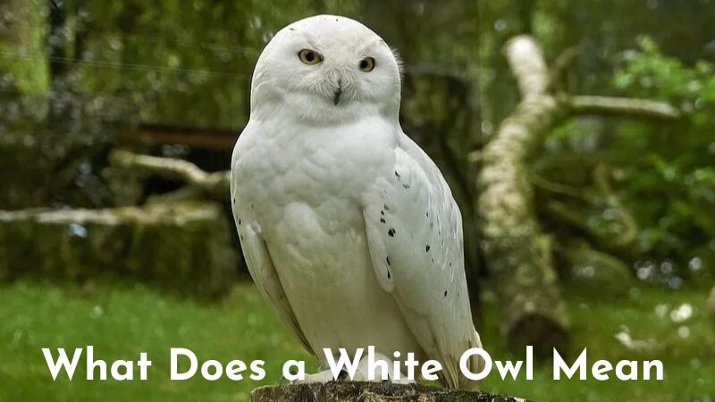 What Does a White Owl Mean?