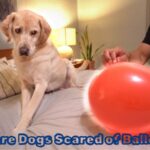 why are dogs scared of balloons