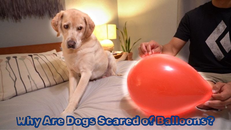 Why Are Dogs Scared of Balloons? How to Overcome Fear in Dogs