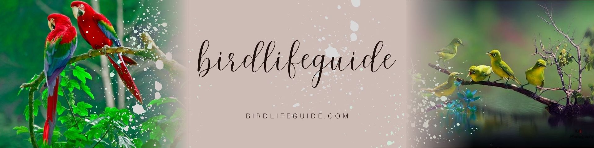 birdlifeguide.com